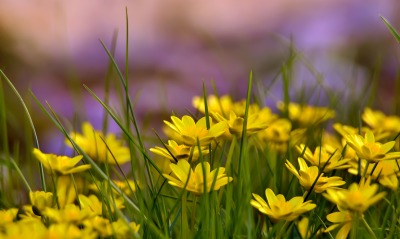 Желтые цветы
