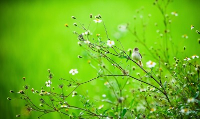 Птичка на траве