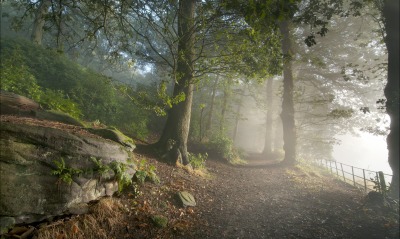 Дорога, туман, лес