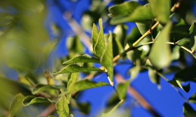 Ветка зеленых листьев