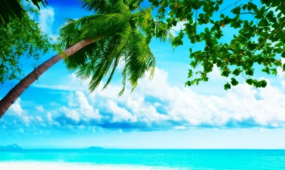 Пальма, зелень, небо, море, синива