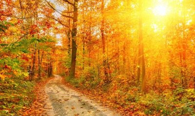 Осенний лес, лучи солнца