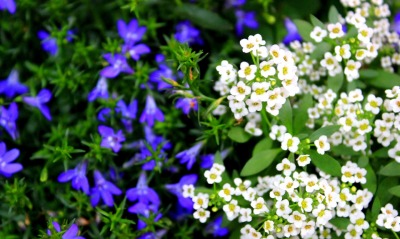 Белые и синие цветки