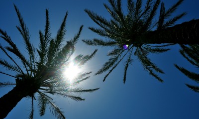 Пальмы, солнце, небо
