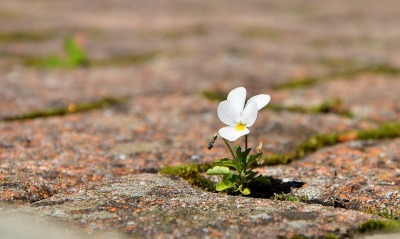 Белый цветок прорастающий из камня