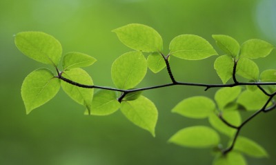 Зеленые листья макро