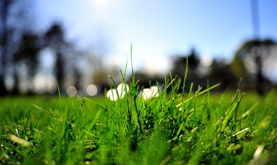 Трава зеленая макро