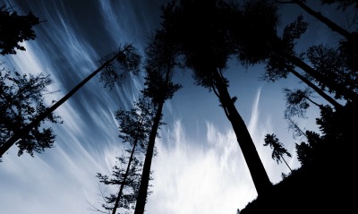 Тени деревьев на фоне неба