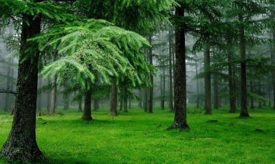 Хвойный лес с зеленой травой