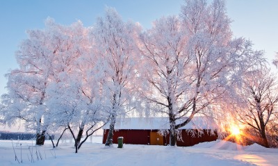 Снежные деревья на фоне рассвета