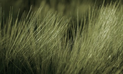 Тонкая трава