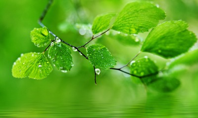 Зеленые листья над водой