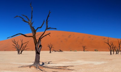 деревья в пустыне