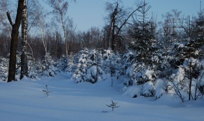 заснеженный лес