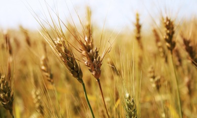 Золотистая Пшеница