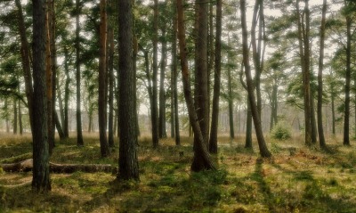 реденький лес