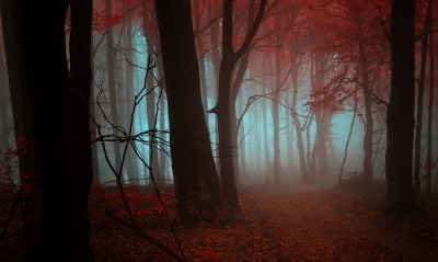 красный осенний лес