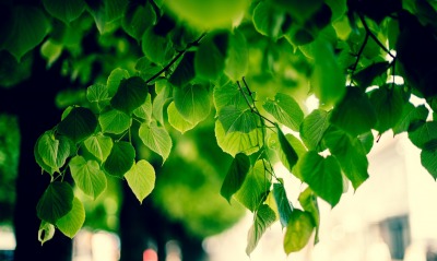 зеленые листочки