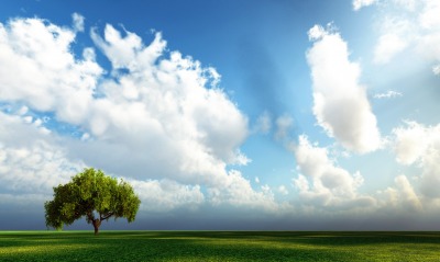 трава, небо, раскидистое дерево