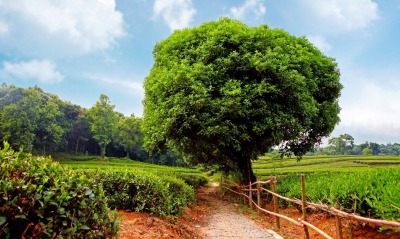 зеленое раскидистое дерево
