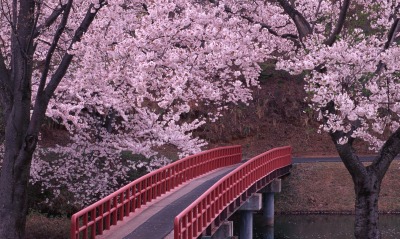 цветущие деревья над мостиком