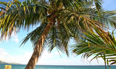пальмы у моря