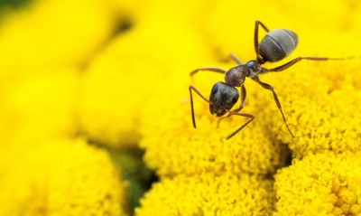 муравей, цветы