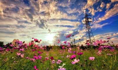 нежно-розовая поляна цветов