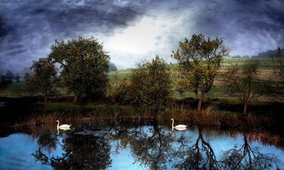 лебеди на речке