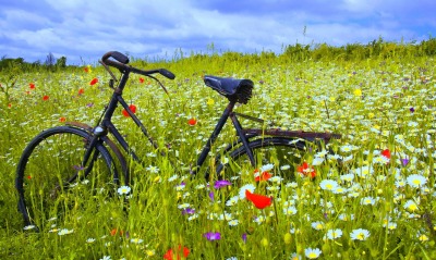 велосипед на цветочной поляне