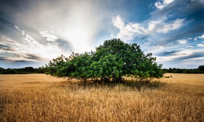 раскидистое дерево в поле