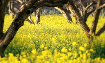 желтая поляна цветов