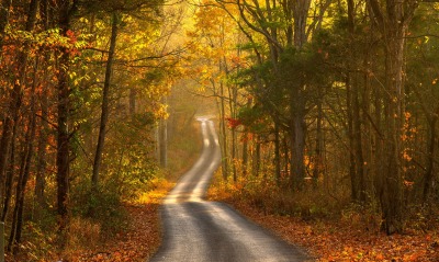 дорога в осеннем лесу