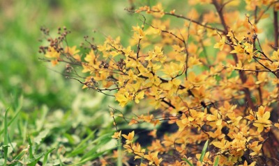 желтые листики