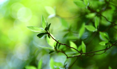зеленые листики
