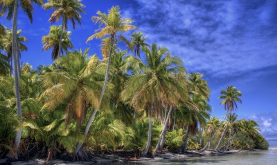 пальмы на пляже