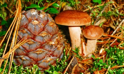 кедровые орехи с грибами