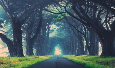 туннель из деревьев