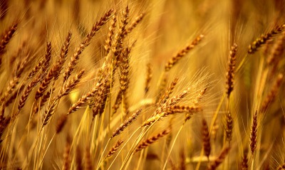 Золотистая пшеница