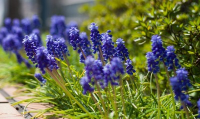 Мускари, синие цветы