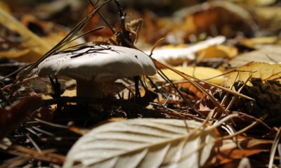 гриб в осеннем лесу