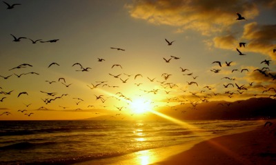 стая птиц на морском закате