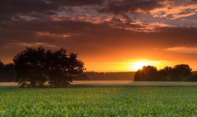 Закат над кукурузным полем