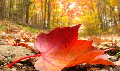 Кленовый лист в осеннем лесу