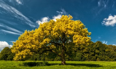 Желтое дерево в поле