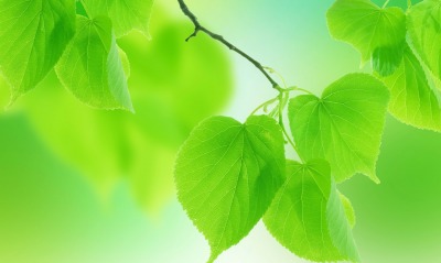 Зеленые листочки на ветке