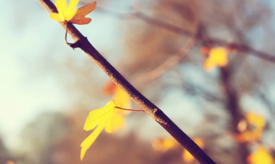 Осенние остатки листьев на ветке