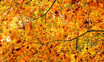 Осенние ветки деревьев