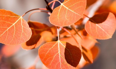 листья осень ветка