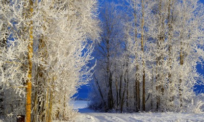 снег, деревья